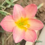 Rain Lily Hybrid Zephyranthes Aurora bulb with pink peach flowers blooming in garden after rain