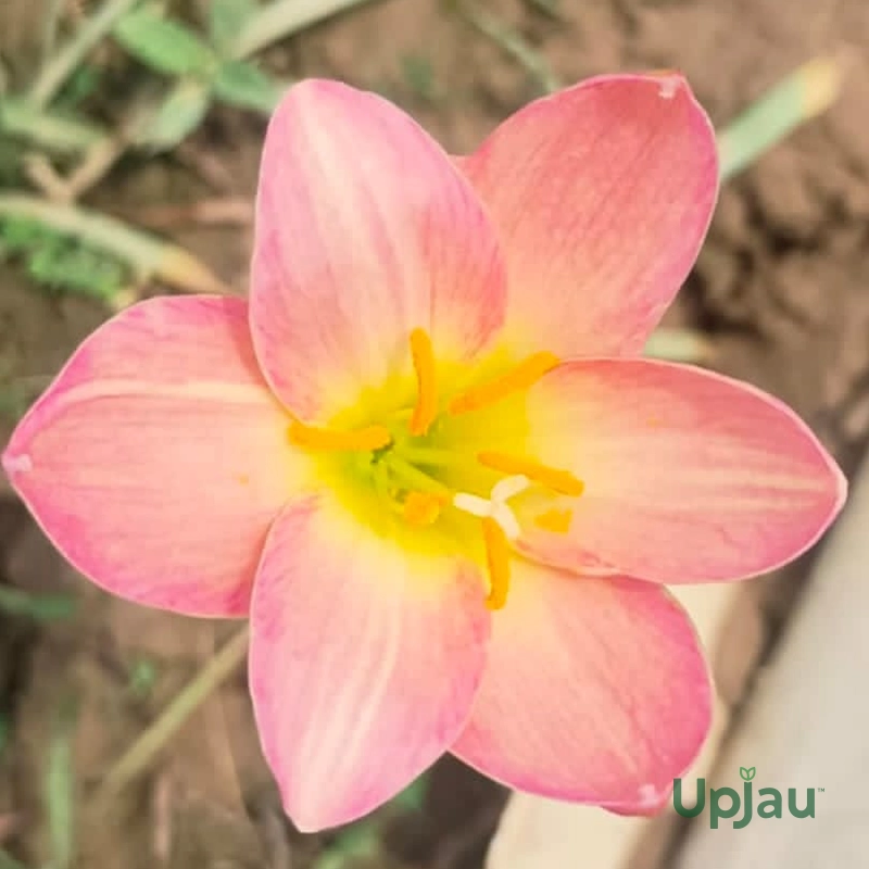 Rain Lily Hybrid Zephyranthes Aurora bulb with pink peach flowers blooming in garden after rain