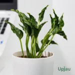 Buy Epipremnum Aureum Shangri La Plant online in India