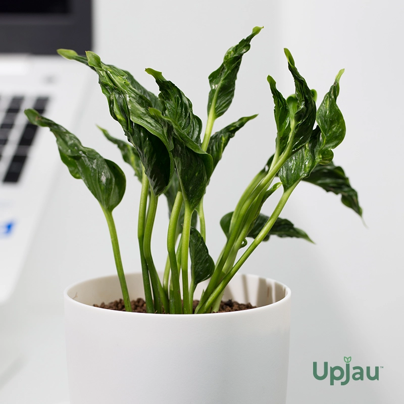 sleeping money plant