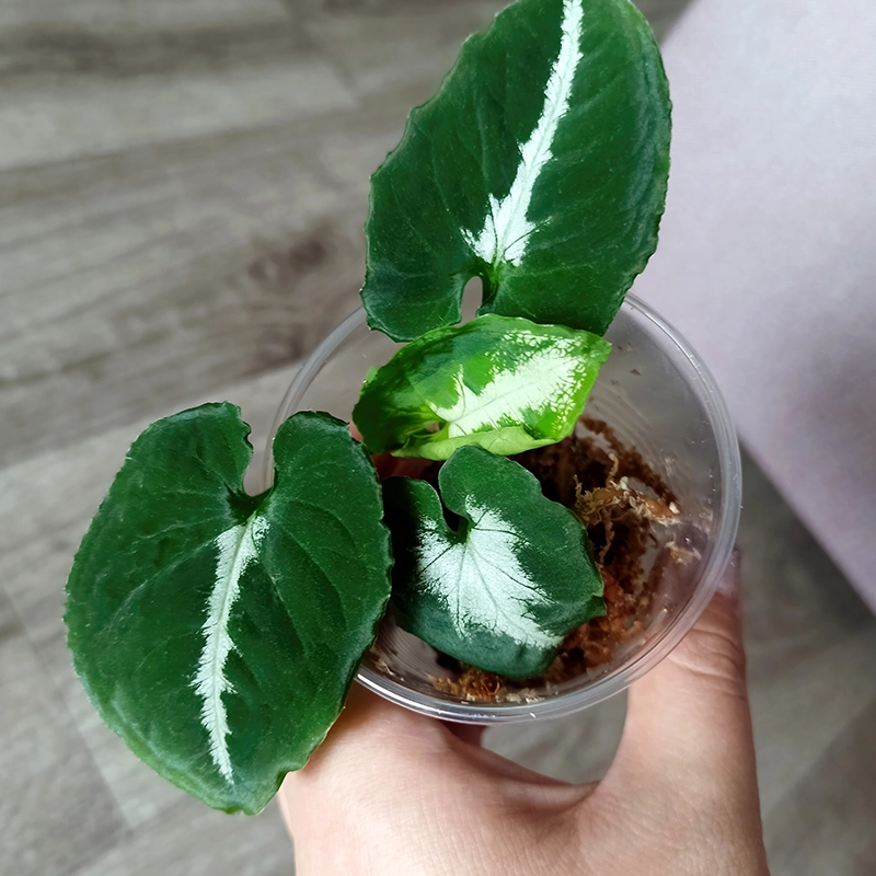 syngonium wendlandii 2