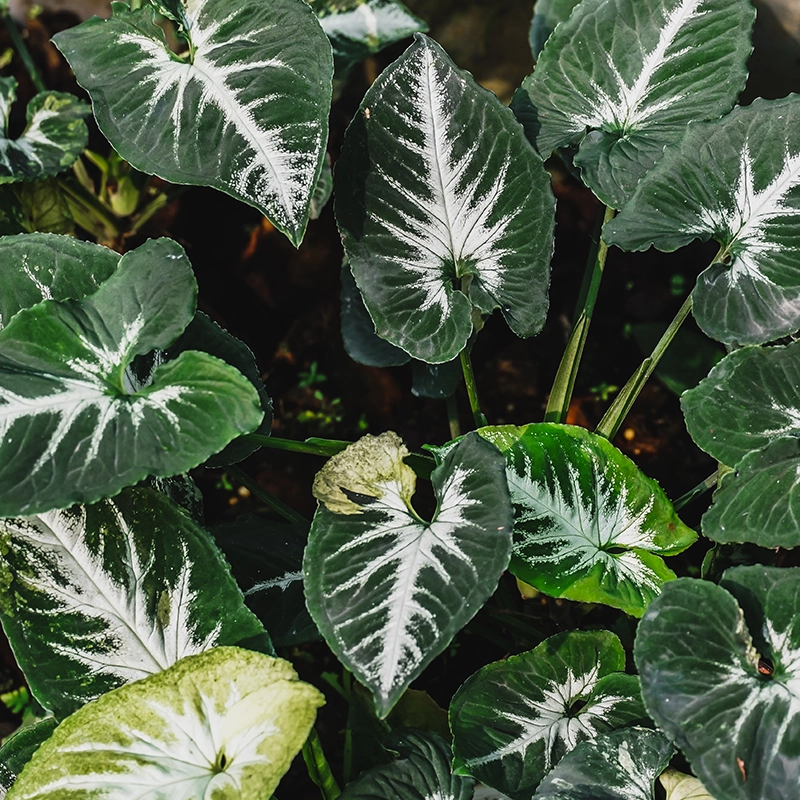 syngonium wendlandii