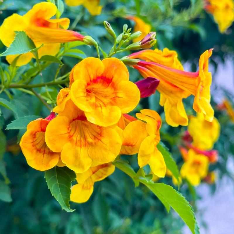 Tecoma / Cape Honeysuckle Plant Bio Color