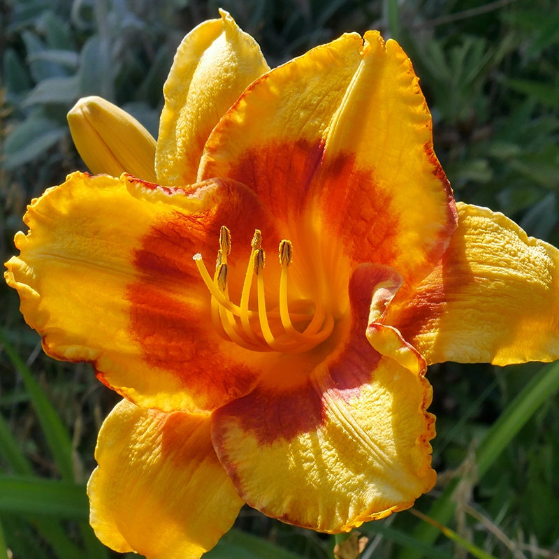 Day lily Hybrid_5