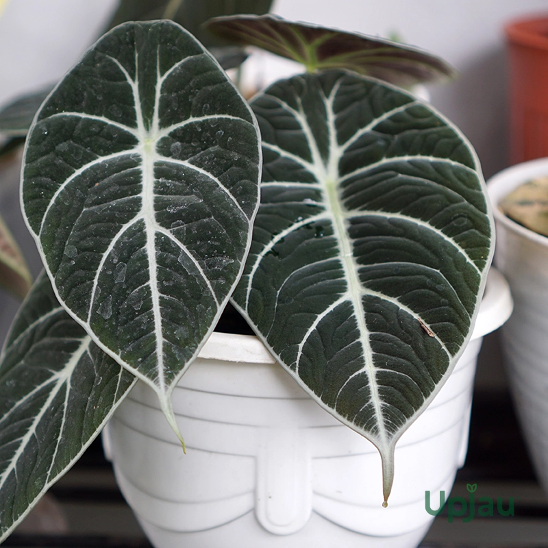 alocasia-black-velvet-plant-sapling-india