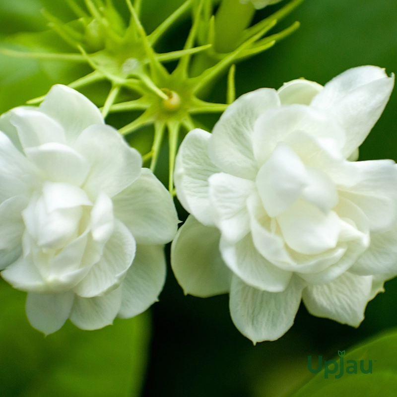 buy-mogra-plant-online-india-upjau