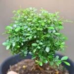 Buy Madhu Kamini Flower plant / Table Kamini Flower Plant Online | Upjau