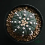 Buy Astrophytum Asterias cactus plant online India