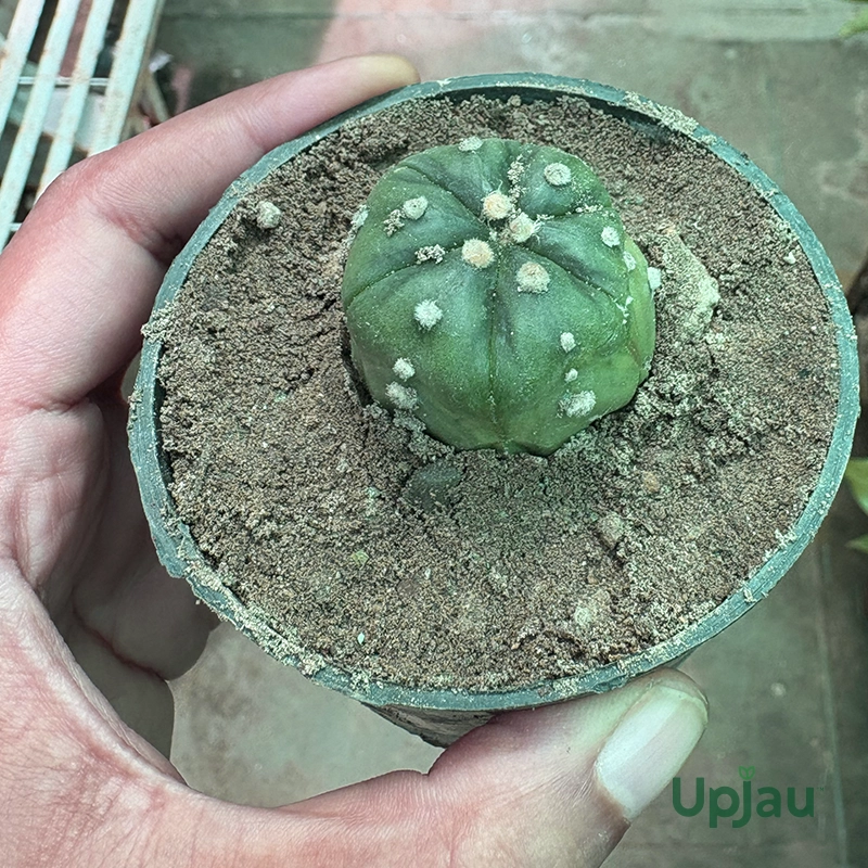 Cactus Astrophytum Asterias Plant - Image 2