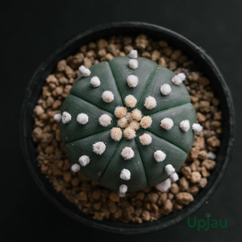 Buy Astrophytum Asterias cactus plant online India