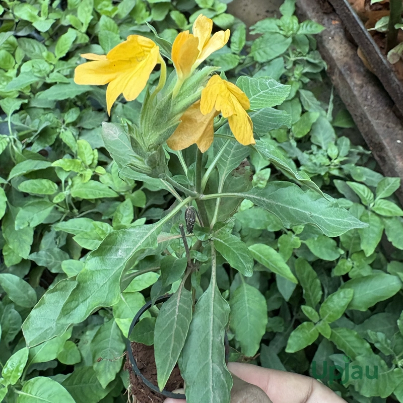 Rare Crossandra