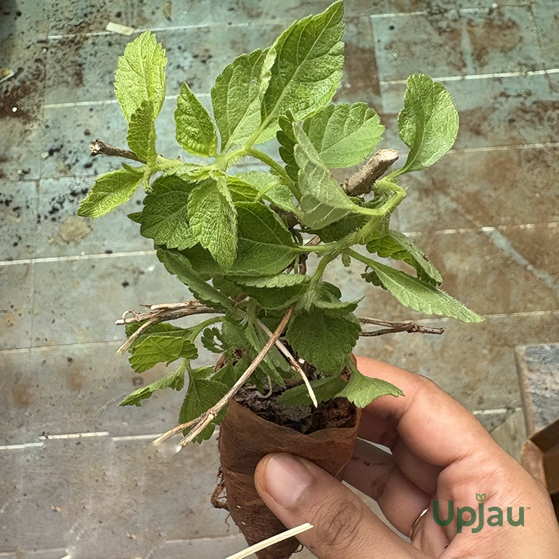 Tulsi2