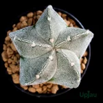 Bishop’s Cap cactus Astrophytum Myriostigma star shaped plant