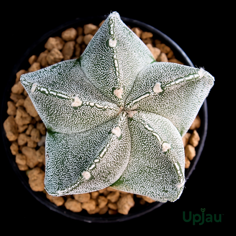 Bishop’s Cap cactus Astrophytum Myriostigma star shaped plant