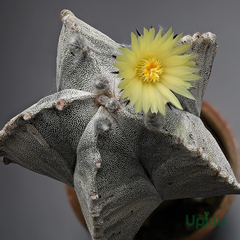 Cactus Astrophytum Myriostigma Plant - Image 3