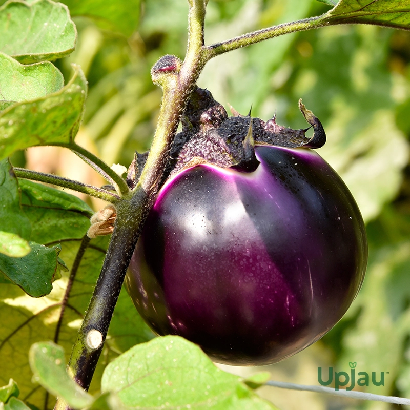 bharta-baingan-seeds-big-round-brinjal-f1-hybrid
