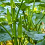 Buy Okra (Bhindi) F1 Hybrid Seeds Online India
