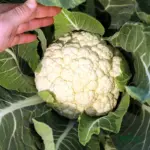 F1 hybrid cauliflower seeds for home gardening in India