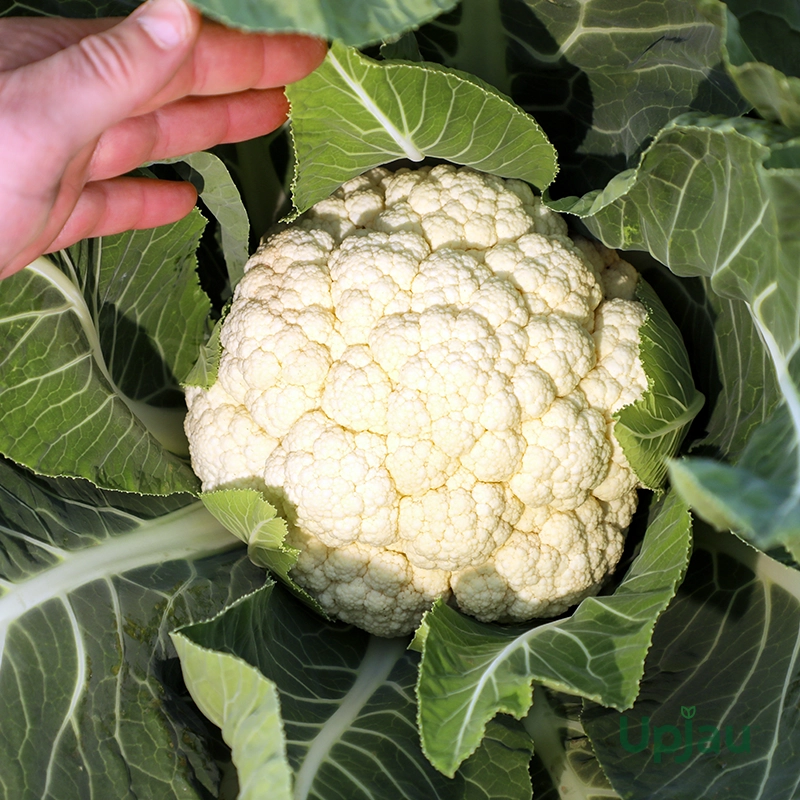 cauliflower-seeds-f1-hybrid-india