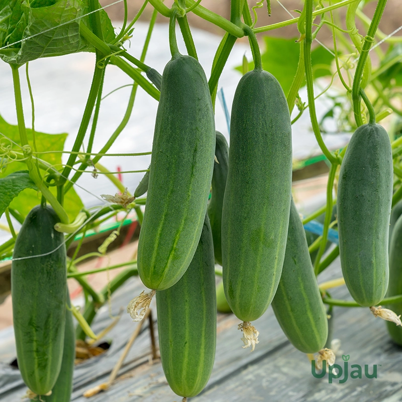 cucumber-seeds-online-india-f1-hybrid