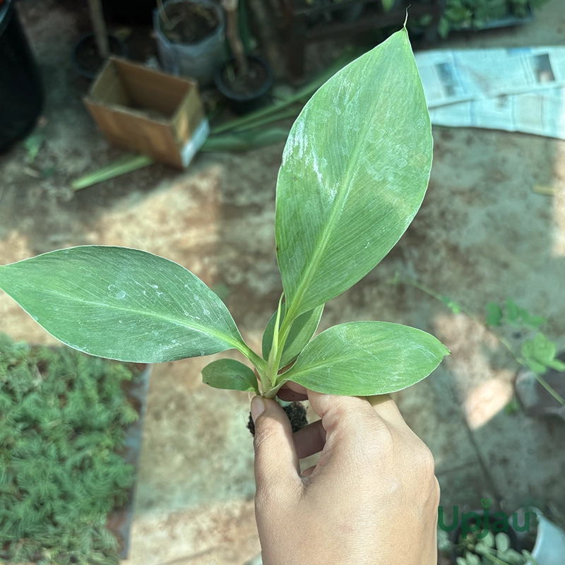 Banana G9 / Grand Naine Banana Plant (Sapling) - Image 3