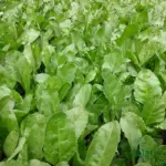 uy palak seeds f1 hybrid spinach seeds online india high yield