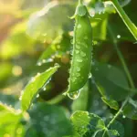 buy peas seeds matar seeds f1 hybrid online india high yield