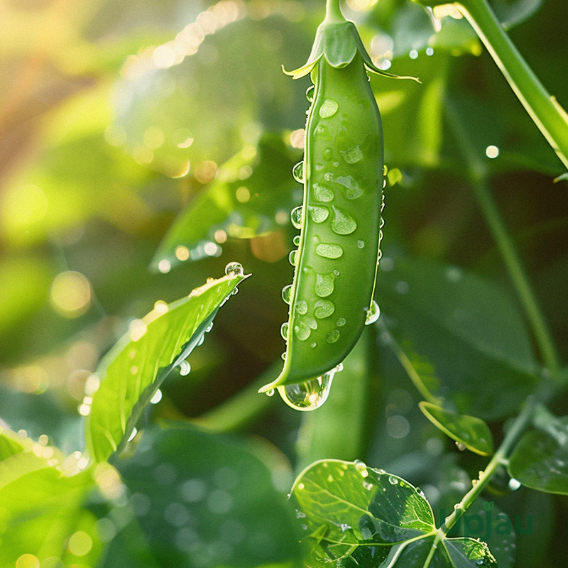 buy peas seeds matar seeds f1 hybrid online india high yield