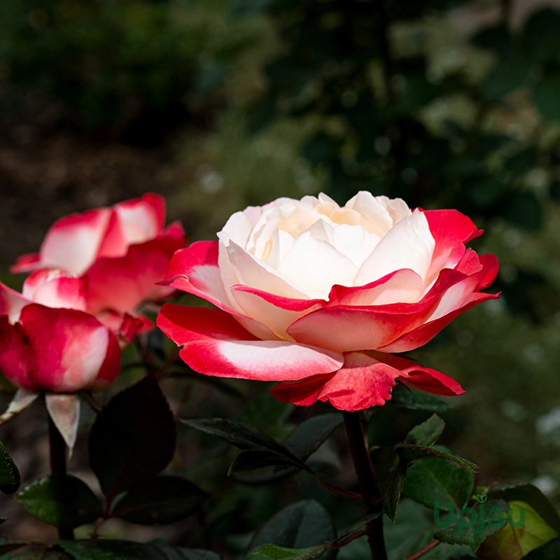 Double Delight Rose Plant or Rosa Double Delight ( Sapling ) - Image 2