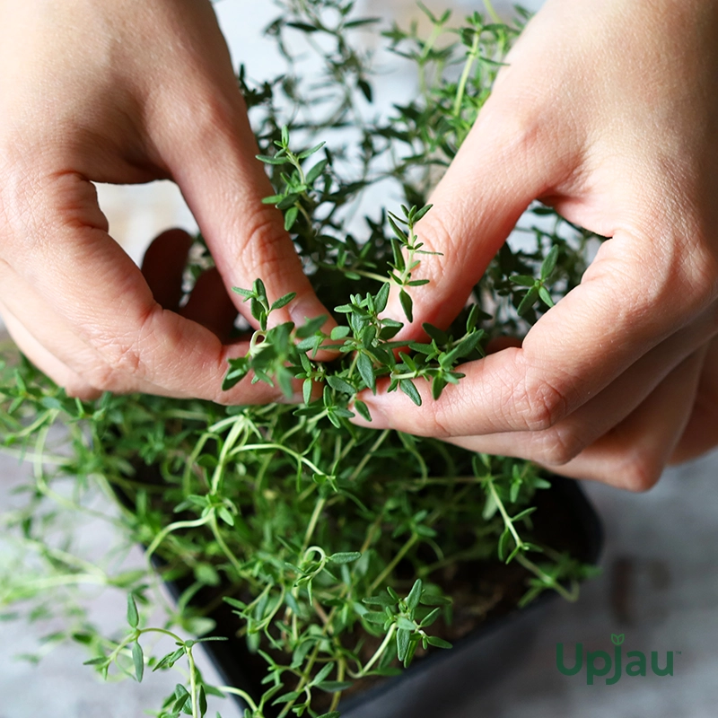 thyme-seeds-f1-hybrid-india