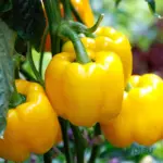 Capsicum Yellow F1 Hybrid Seeds for home gardening and terrace gardening in India