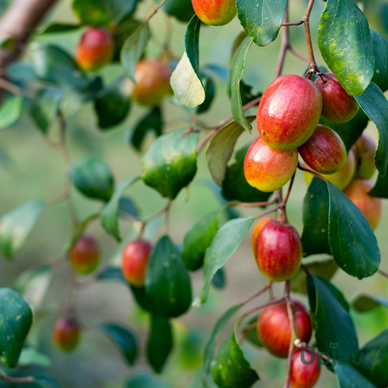 apple-ber-grafted-plant