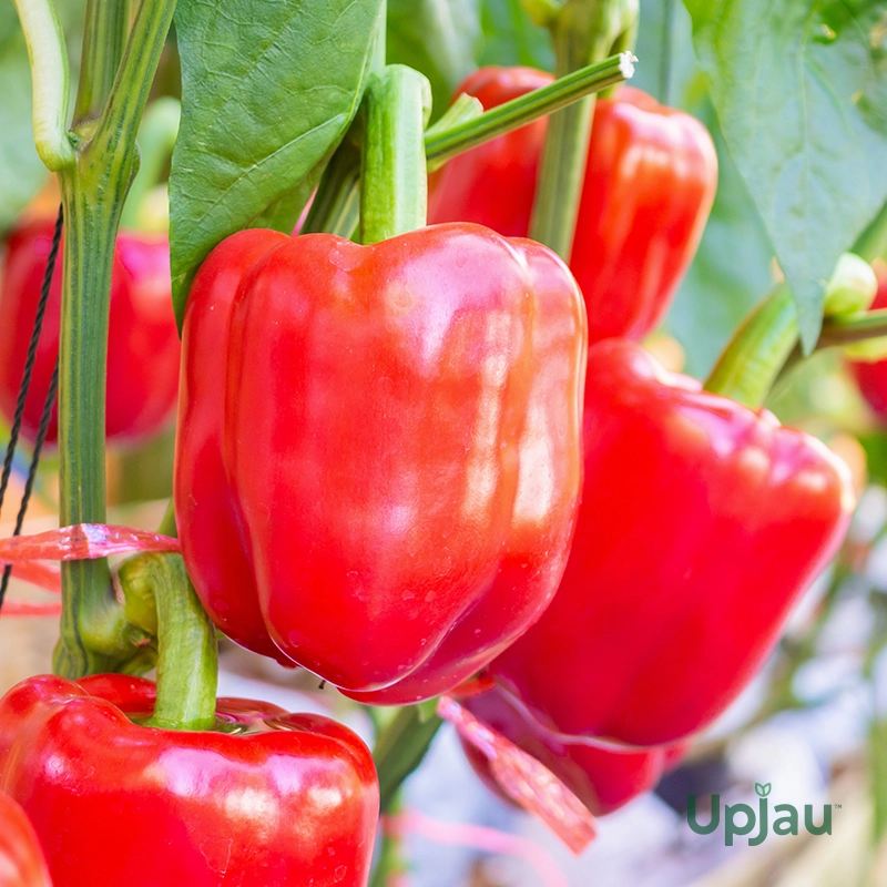 REd capsicum2
