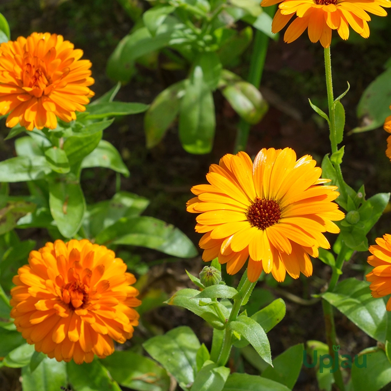 calendula