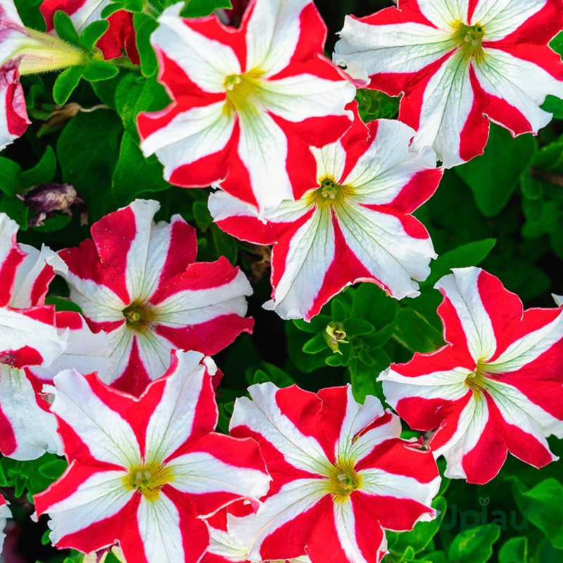 petunia red star