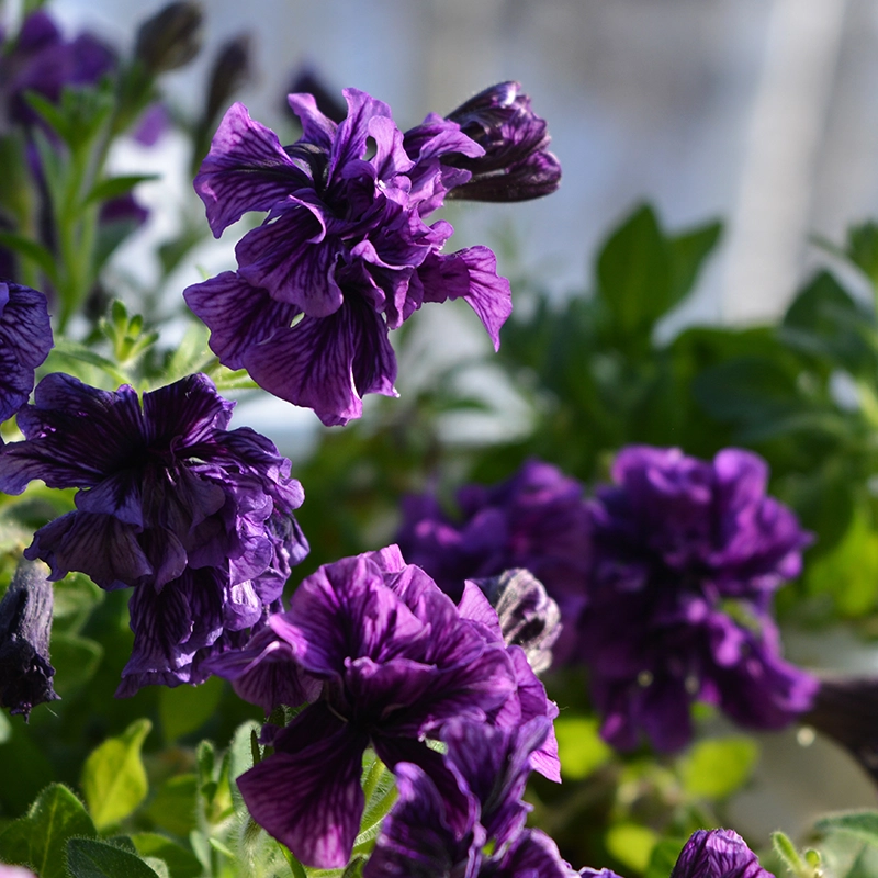 cascade-double-petunia-buy-online
