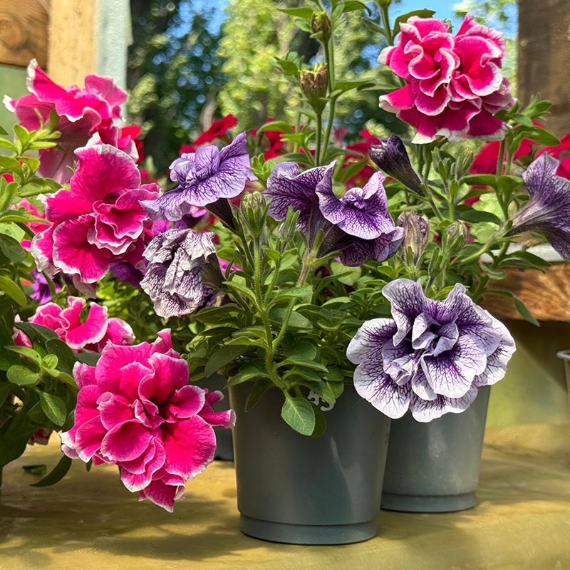 double-petal-petunia-flowering-plant-sapling