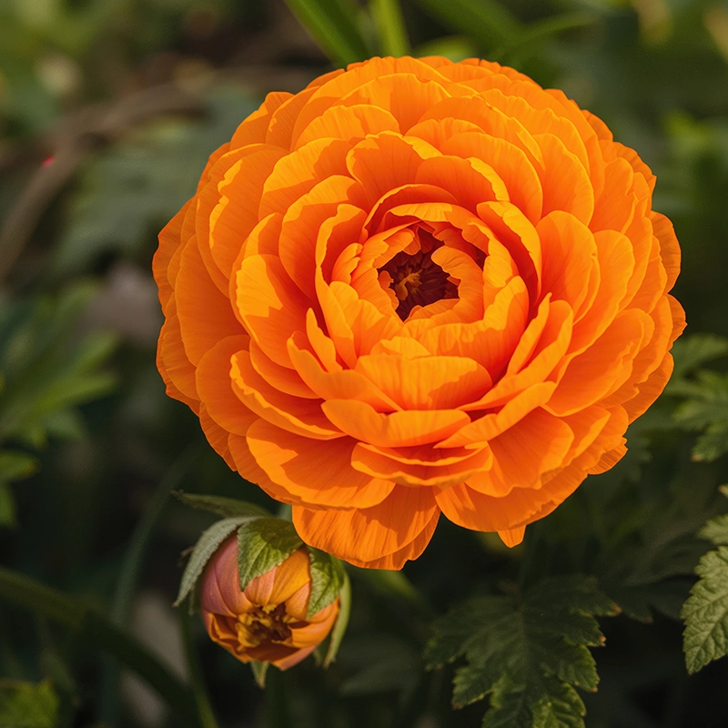 orange-ranunculus-flower-bulbs-online-india