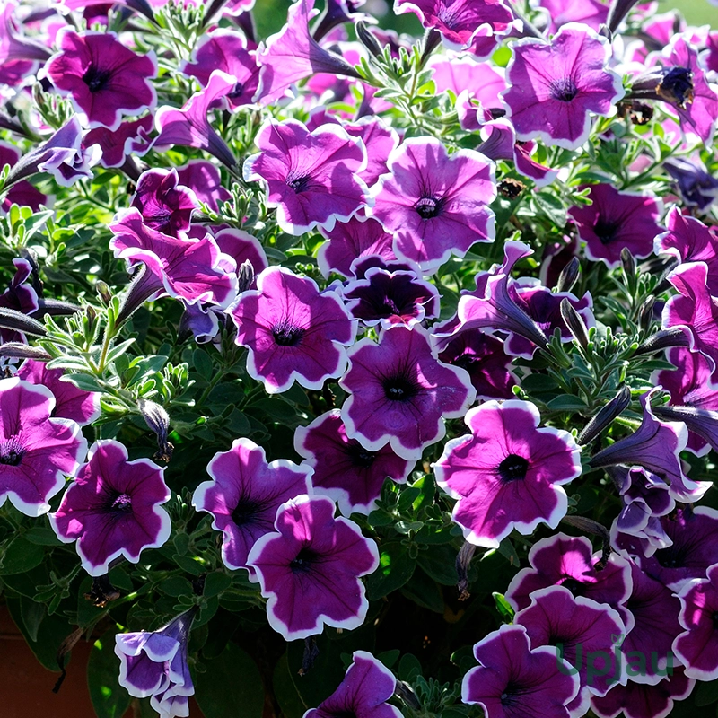 petunia-picotee-mix-colours-bloom