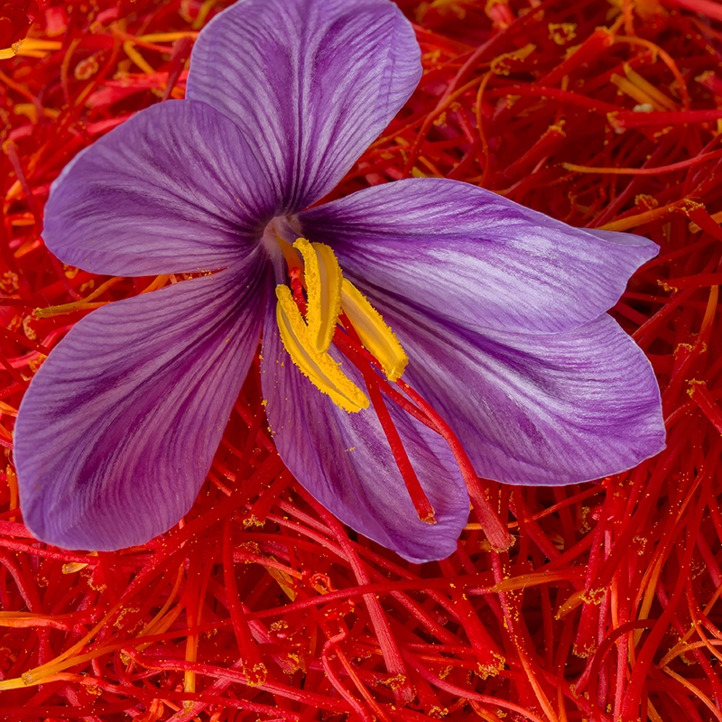 saffron-crocus-sativus-bulbs-india