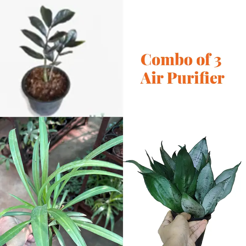 Air purifier plant