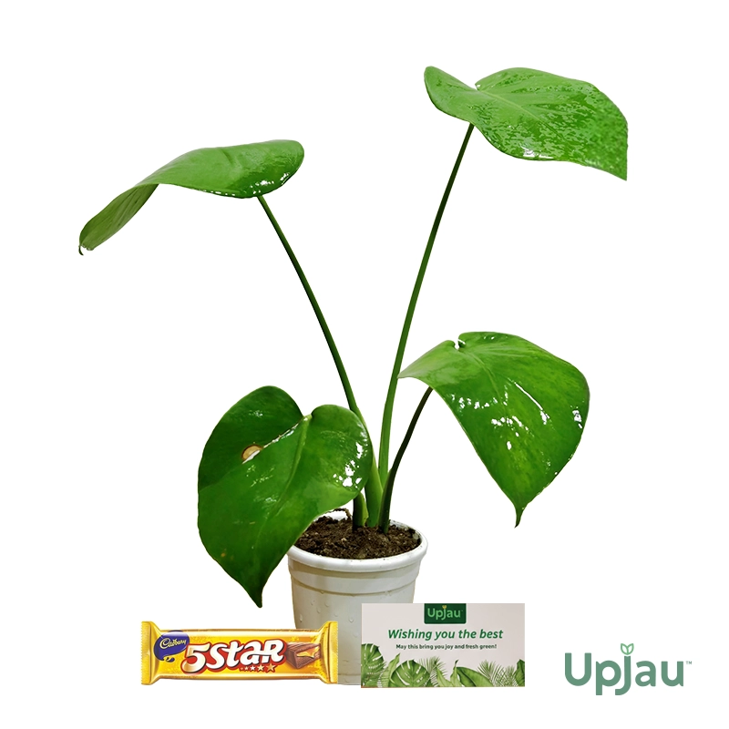 Monstera1