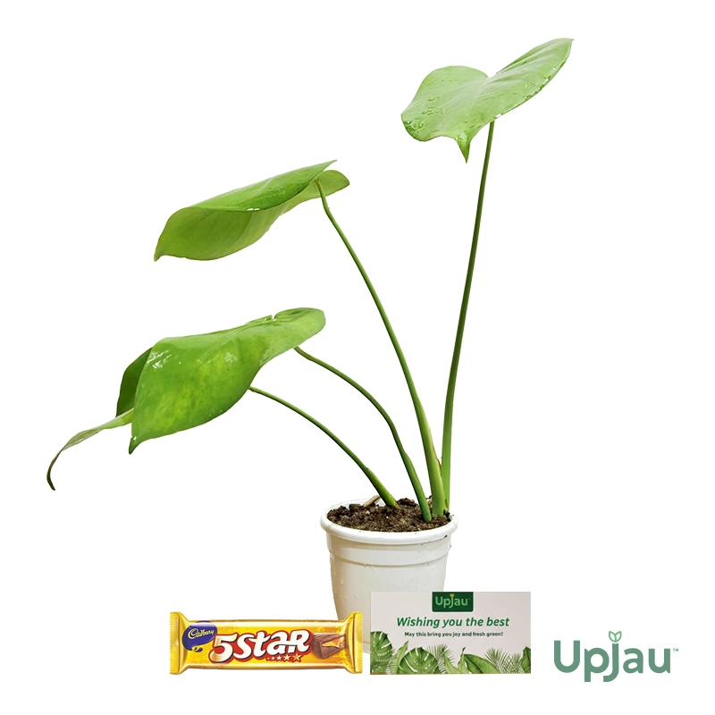 Monstera2