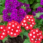 Verbena seed