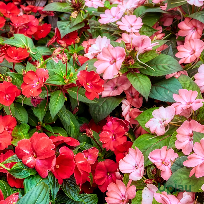 buy-impatiens-plants-online