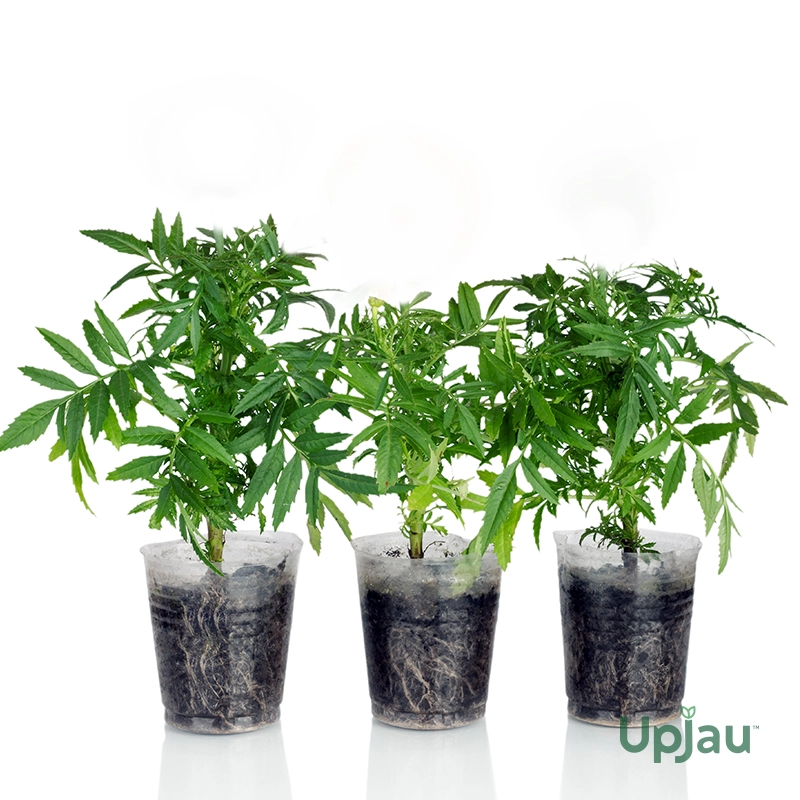 Ica Genda Marigold Sapling (Any Color) - Image 2