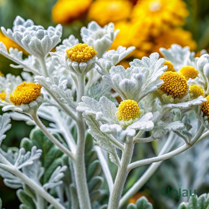 cineraria-pericallis-hybrida-plant-sapling