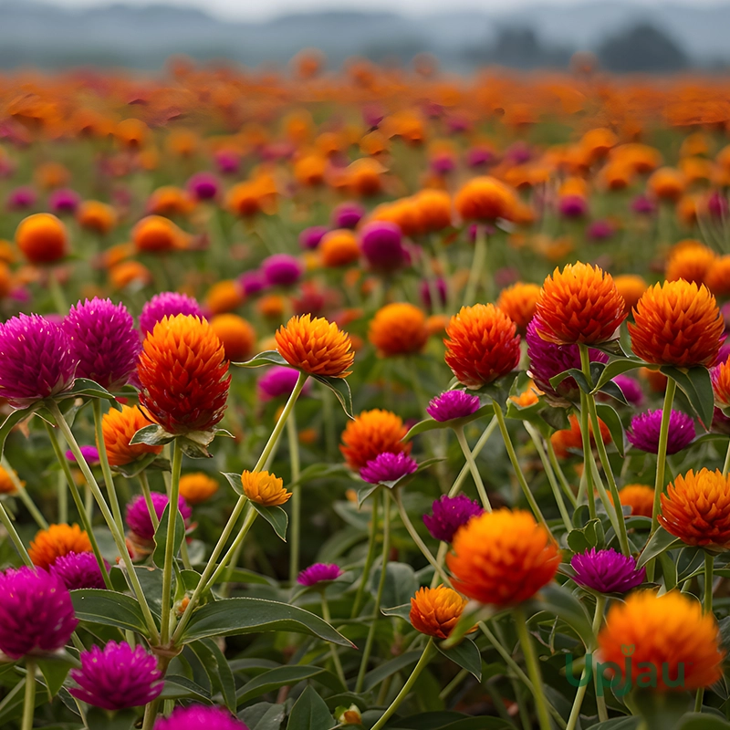 globe-amaranth-flower-plant-sapling-1