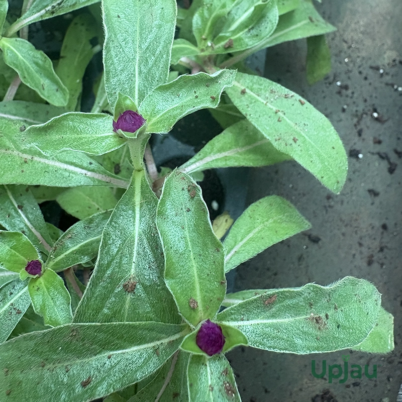 gomphrena Sapling