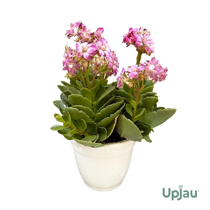 Kalanchoe Plant (Double Petal) - Image 2